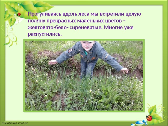 Прогуливаясь вдоль леса мы встретили целую поляну прекрасных маленьких цветов – желтовато-бело- сиреневатые. Многие уже распустились. 