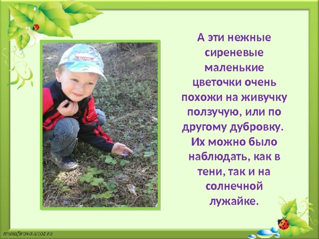 А эти нежные сиреневые маленькие цветочки очень похожи на живучку ползучую, или по другому дубровку. Их можно было наблюдать, как в тени, так и на солнечной лужайке.   