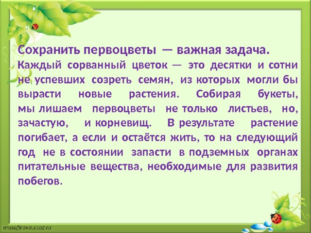  Сохранить первоцветы — важная задача. Каждый сорванный цветок — это десятки и сотни не успевших созреть семян, из которых могли бы вырасти новые растения. Собирая букеты, мы лишаем первоцветы не только листьев, но, зачастую, и корневищ. В результате растение погибает, а если и остаётся жить, то на следующий год не в состоянии запасти в подземных органах питательные вещества, необходимые для развития побегов. 