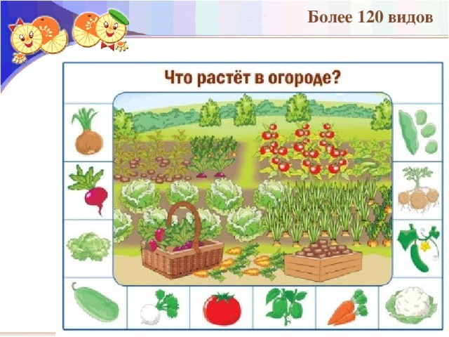 Более 120 видов