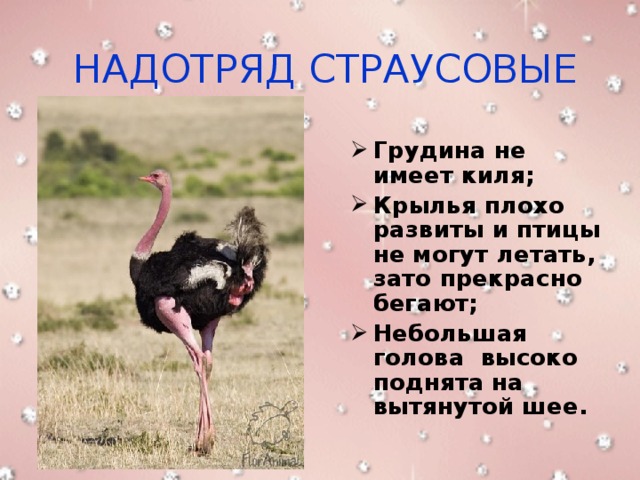 Отряды птиц страусообразные нандуобразные казуарообразные гусеобразные презентация 7 класс