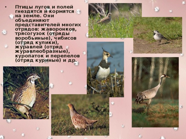 Презентация птицы наших парков и садов