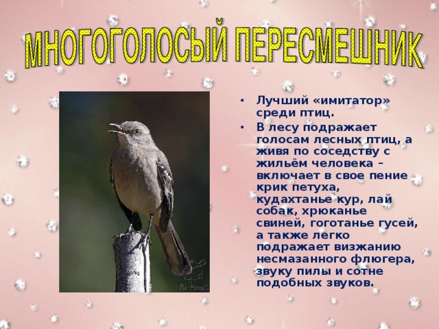 Лучший «имитатор» среди птиц. В лесу подражает голосам лесных птиц, а живя по соседству с жильём человека – включает в свое пение крик петуха, кудахтанье кур, лай собак, хрюканье свиней, гоготанье гусей, а также легко подражает визжанию несмазанного флюгера, звуку пилы и сотне подобных звуков. 