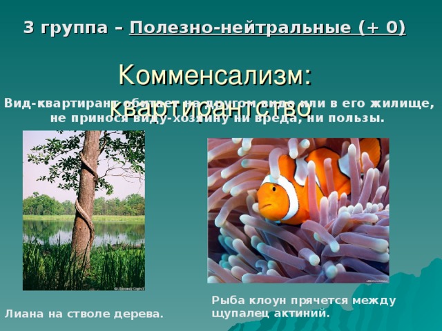 Основные типы экологических взаимодействий.