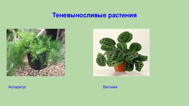 Светолюбивые Комнатные Растения Фото
