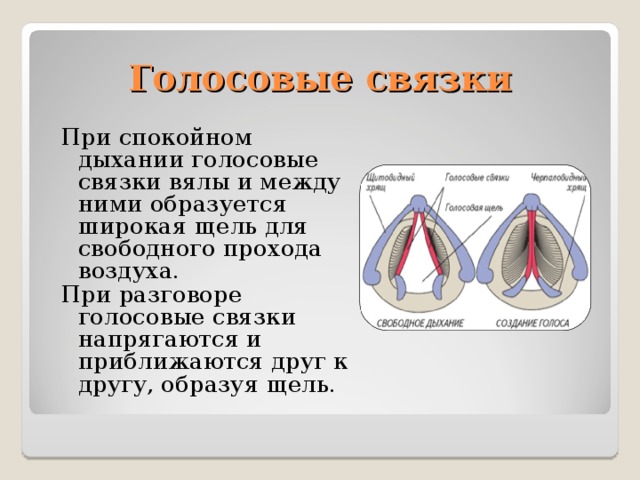 Положение голосовых связок при шепоте