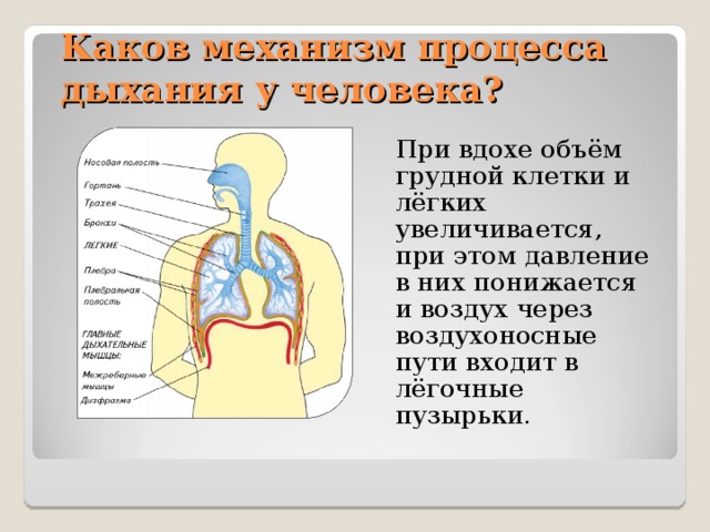 Процесс вдоха человека