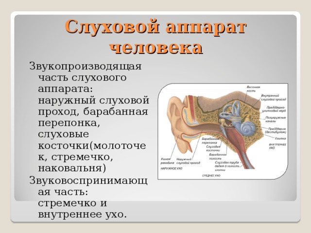 Слуховой аппарат человека Звукопроизводящая часть слухового аппарата: наружный слуховой проход, барабанная перепонка, слуховые косточки(молоточек, стремечко, наковальня) Звуковоспринимающая часть: стремечко и внутреннее ухо. 