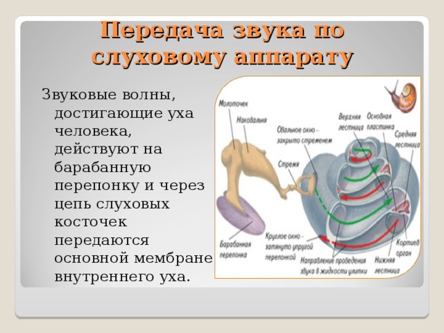 Передача звука по слуховому аппарату Звуковые волны, достигающие уха человека, действуют на барабанную перепонку и через цепь слуховых косточек передаются основной мембране внутреннего уха. 