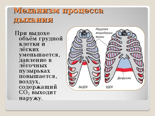 Рисунок что происходит с грудной клеткой во время вдоха и выдоха