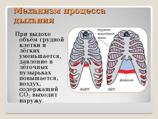 Механизм процесса дыхания При выдохе объём грудной клетки и лёгких уменьшается, давление в лёгочных пузырьках повышается, воздух, содержащий CO 2 выходит наружу. 