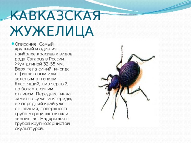 Жужелица схема слова цветная