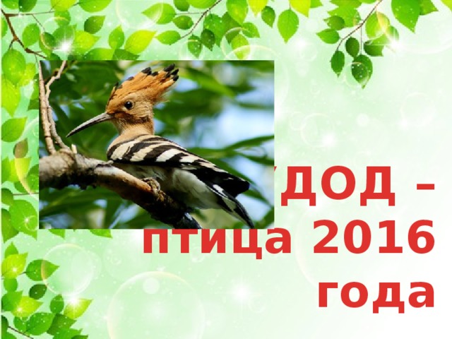 УДОД –  птица 2016 года 