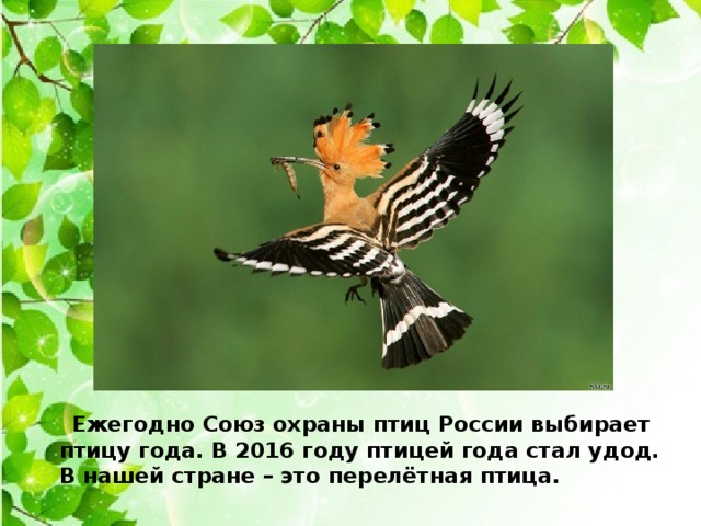    Ежегодно Союз охраны птиц России выбирает птицу года. В 2016 году птицей года стал удод. В нашей стране – это перелётная птица. 