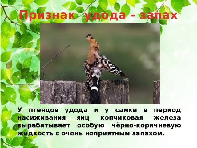 Признак удода - запах   У птенцов удода и у самки в период насиживания яиц копчиковая железа вырабатывает особую чёрно-коричневую жидкость с очень неприятным запахом.   