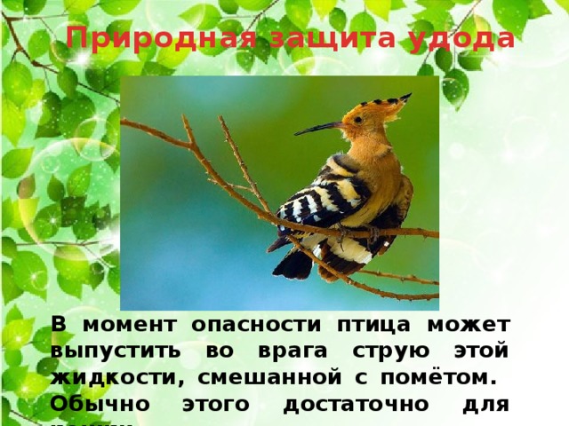 Природная защита удода В момент опасности птица может выпустить во врага струю этой жидкости, смешанной с помётом. Обычно этого достаточно для кошки. 
