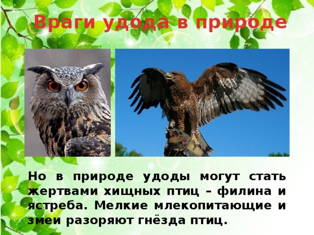 Враги удода в природе Но в природе удоды могут стать жертвами хищных птиц – филина и ястреба. Мелкие млекопитающие и змеи разоряют гнёзда птиц.   