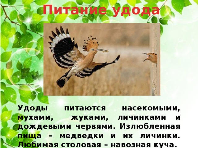 Питание удода   Удоды питаются насекомыми, мухами, жуками, личинками и дождевыми червями. Излюбленная пища – медведки и их личинки. Любимая столовая – навозная куча.  