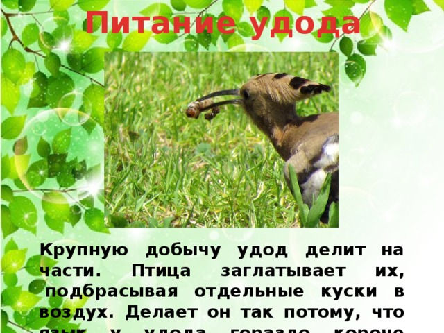 Питание удода   Крупную добычу удод делит на части. Птица заглатывает их,  подбрасывая отдельные куски в воздух. Делает он так потому, что язык у удода гораздо короче клюва. 