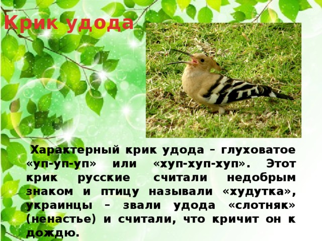Крик удода   Характерный крик удода – глуховатое «уп-уп-уп» или «хуп-хуп-хуп». Этот крик русские  считали недобрым знаком и птицу называли «худутка», украинцы – звали удода «слотняк» (ненастье) и считали, что кричит он к дождю. 
