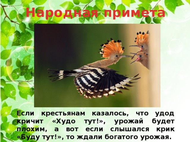 Народная примета Если крестьянам казалось, что удод кричит «Худо тут!», урожай будет плохим, а вот если слышался крик «Буду тут!», то ждали богатого урожая. 
