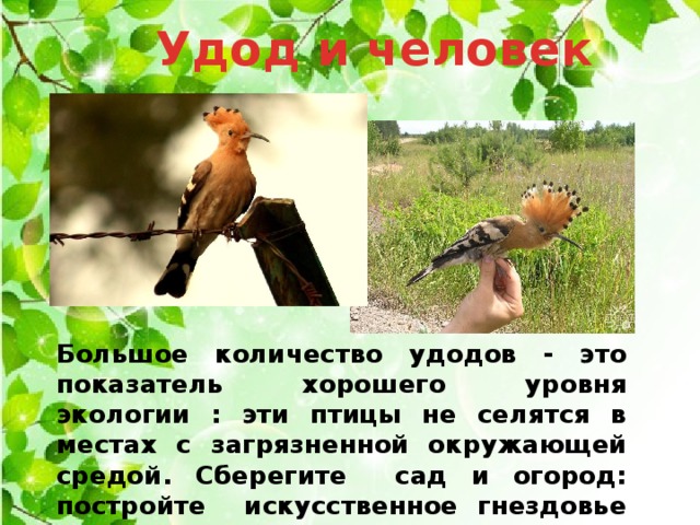 Удод и человек Большое количество удодов - это показатель хорошего уровня экологии : эти птицы не селятся в местах с загрязненной окружающей средой. Сберегите сад и огород: постройте искусственное гнездовье (скворечник с расширенным летком или дуплянку). 