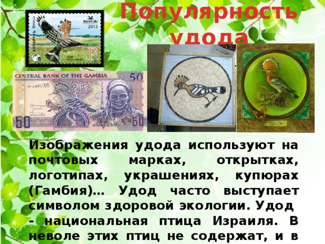 Популярность удода Изображения удода используют на почтовых марках, открытках, логотипах, украшениях, купюрах (Гамбия)… Удод часто выступает символом здоровой экологии. Удод - национальная птица Израиля. В неволе этих птиц не содержат, и в зоопарках они встречаются редко. 