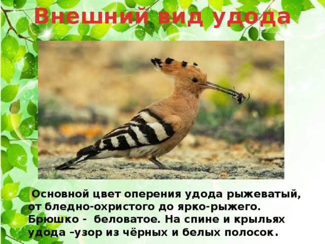 Внешний вид удода    Основной цвет оперения удода рыжеватый, от бледно-охристого до ярко-рыжего. Брюшко - беловатое. На спине и крыльях удода –узор из чёрных и белых полосок . 