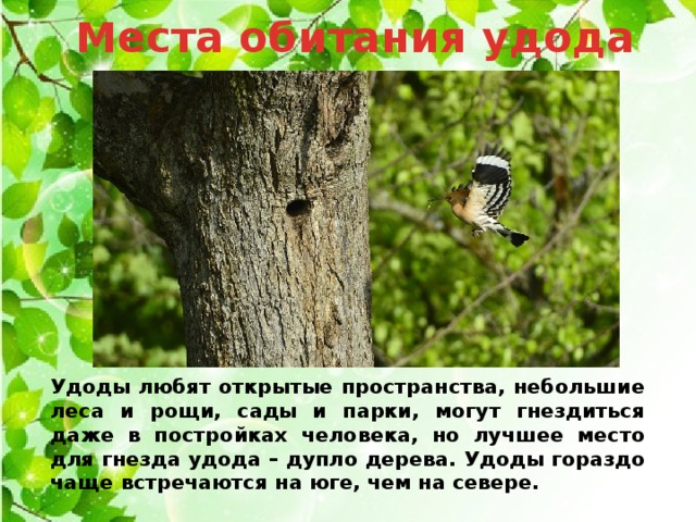 Места обитания удода   Удоды любят открытые пространства, небольшие леса и рощи, сады и парки, могут гнездиться даже в постройках человека, но лучшее место для гнезда удода – дупло дерева. Удоды гораздо чаще встречаются на юге, чем на севере.   