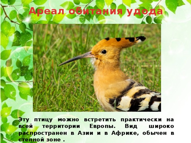 Ареал обитания удода Эту птицу можно встретить практически на всей территории Европы. Вид  широко распространен в Азии и в Африке, обычен в степной зоне . . 
