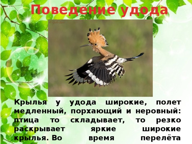 Поведение удода   Крылья у удода широкие, полет медленный, порхающий и неровный: птица то складывает, то резко раскрывает яркие широкие крылья. Во время перелёта удоды могут подниматься на большие высоты. 