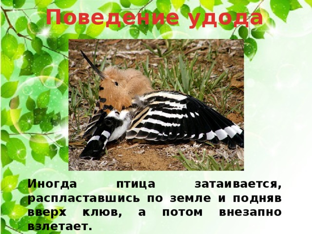 Поведение удода Иногда птица затаивается, распластавшись по земле и подняв вверх клюв, а потом внезапно взлетает. 