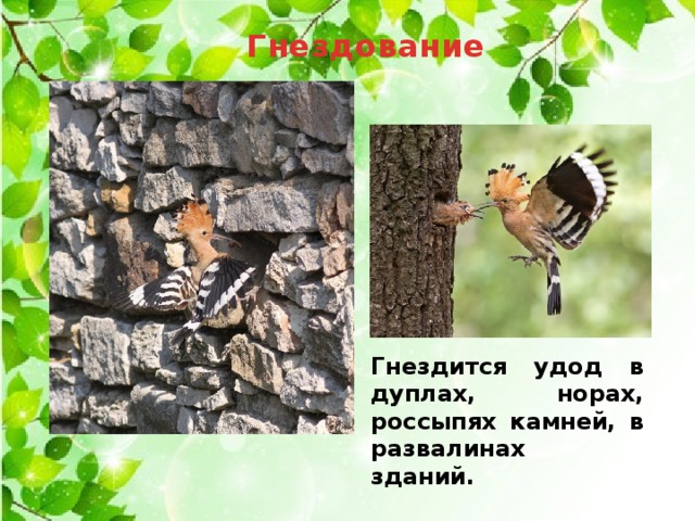 Гнездование   Гнездится удод в дуплах, норах, россыпях камней, в развалинах зданий.  