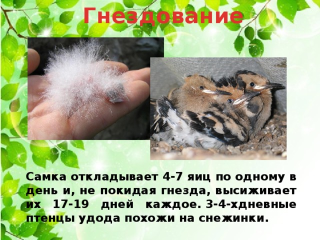 Гнездование   Самка откладывает 4-7 яиц по одному в день и, не покидая гнезда, высиживает их 17-19 дней каждое. 3-4-хдневные птенцы удода похожи на снежинки. 