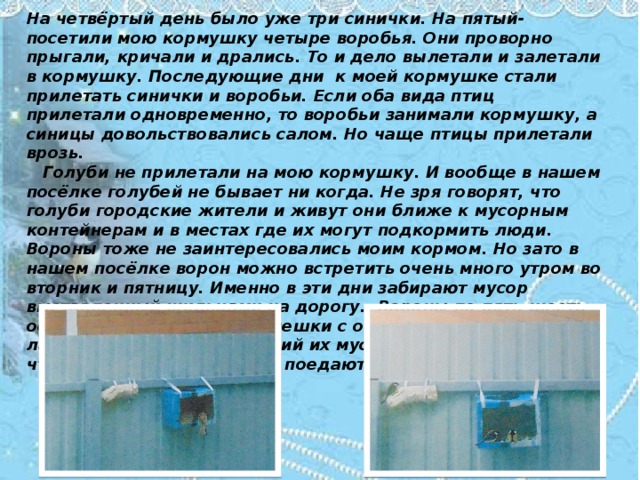 На четвёртый день было уже три синички. На пятый- посетили мою кормушку четыре воробья. Они проворно прыгали, кричали и дрались. То и дело вылетали и залетали в кормушку. Последующие дни к моей кормушке стали прилетать синички и воробьи. Если оба вида птиц прилетали одновременно, то воробьи занимали кормушку, а синицы довольствовались салом. Но чаще птицы прилетали врозь.  Голуби не прилетали на мою кормушку. И вообще в нашем посёлке голубей не бывает ни когда. Не зря говорят, что голуби городские жители и живут они ближе к мусорным контейнерам и в местах где их могут подкормить люди. Вороны тоже не заинтересовались моим кормом. Но зато в нашем посёлке ворон можно встретить очень много утром во вторник и пятницу. Именно в эти дни забирают мусор выставленный жильцами на дорогу. Вороны по пять-шесть особей нагло разрывают мешки с отходами, раскидывают лапами не заинтересовавший их мусор по всей дороге, а всё что съедобно с жадностью поедают. 
