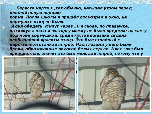  Первого марта я ,как обычно, насыпал утром перед школой новую порцию корма. После школы я пришёл посмотрел в окно, на кормушке птиц не было.  Я сел обедать. Минут через 30 я снова, по привычке, выглянул в окно и восторгу моему не было предела: на снегу под моей кормушкой, среди кустов ежевики сидела необычайной красоты птица. Это был стройный с царственной осанкой ястреб. Над глазами у него были брови, образованные полосой белых перьев. Цвет глаз был ярко-жёлтый, значит это был молодой ястреб, потому что у взрослых особей глаза красные или красно-коричневые. Оперенье было пёстро-коричневых оттенков, грудка белая с вертикальными коричневыми полосками. Лапы жёлтые, мощные с острыми закруглёнными когтями.  