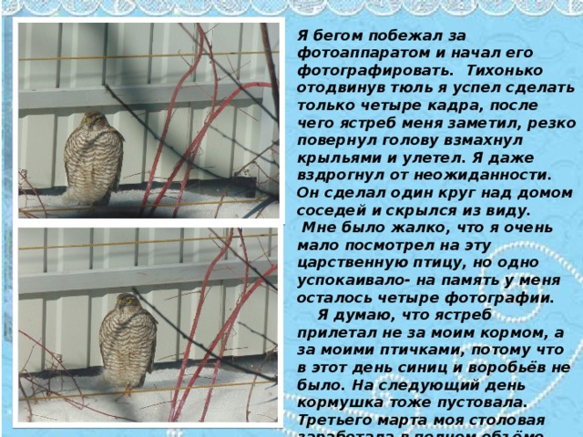 Я бегом побежал за фотоаппаратом и начал его фотографировать. Тихонько отодвинув тюль я успел сделать только четыре кадра, после чего ястреб меня заметил, резко повернул голову взмахнул крыльями и улетел. Я даже вздрогнул от неожиданности. Он сделал один круг над домом соседей и скрылся из виду.  Мне было жалко, что я очень мало посмотрел на эту царственную птицу, но одно успокаивало- на память у меня осталось четыре фотографии.  Я думаю, что ястреб прилетал не за моим кормом, а за моими птичками, потому что в этот день синиц и воробьёв не было. На следующий день кормушка тоже пустовала. Третьего марта моя столовая заработала в полном объёме. 