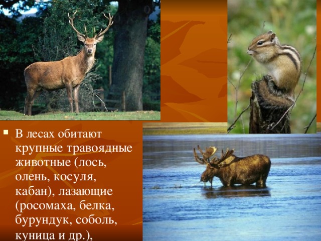 В лесах обитают крупные травоядные животные (лось, олень, косуля, кабан), лазающие (росомаха, белка, бурундук, соболь, куница и др.),  