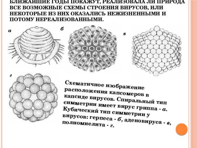 Тип симметрии медведя