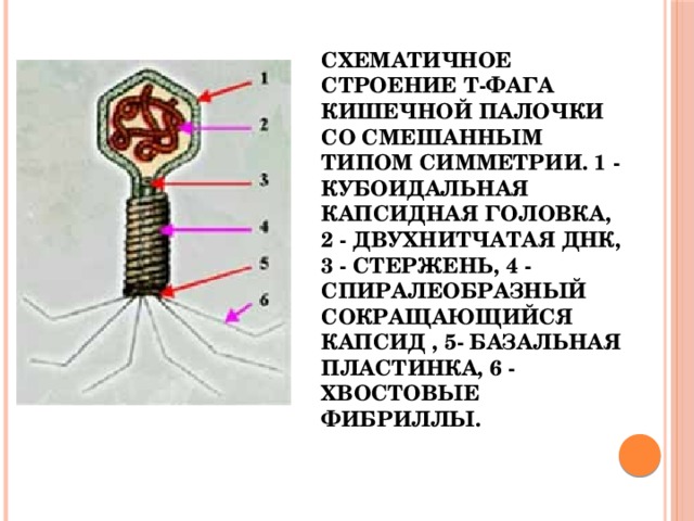 Фаги ваги картинки