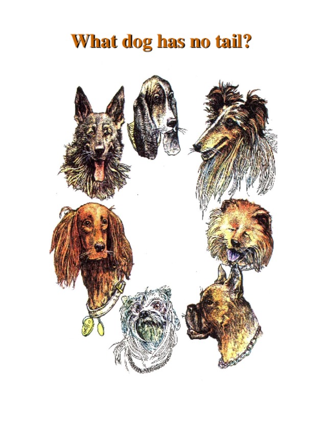 What dog has no ta il ? 