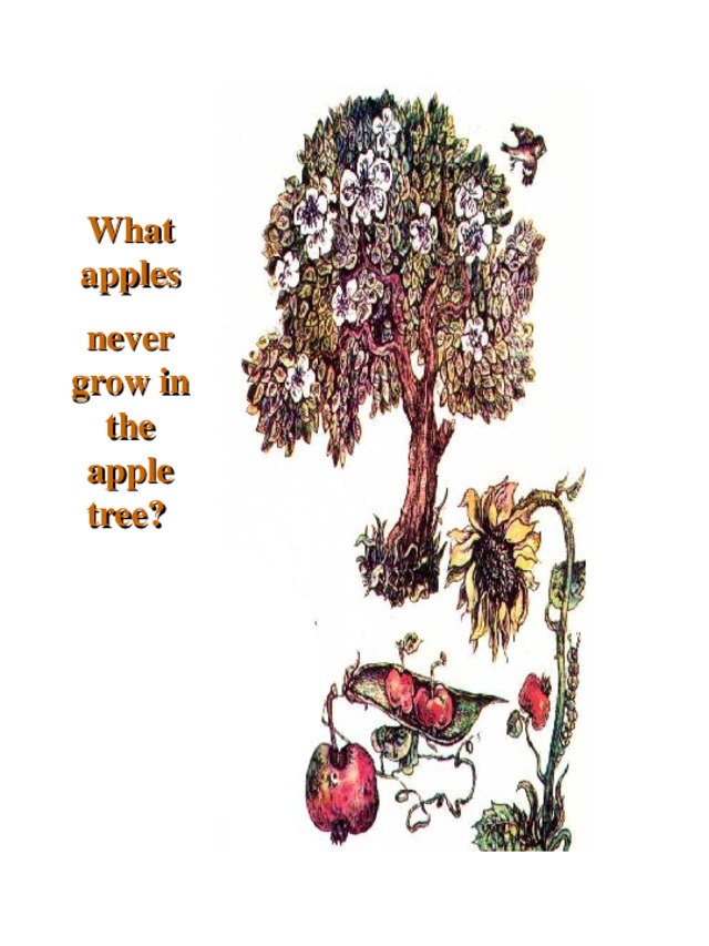What apples never grow in the apple tree?  
