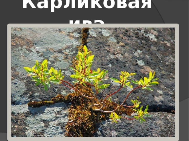 Карликовая ива 