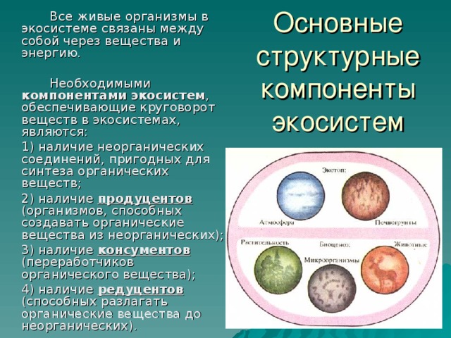   Все живые организмы в экосистеме связаны между собой через вещества и энергию.   Необходимыми компонентами экосистем , обеспечивающие круговорот веществ в экосистемах, являются:  1) наличие неорганических соединений, пригодных для синтеза органических веществ;  2) наличие продуцентов (организмов, способных создавать органические вещества из неорганических);  3) наличие консументов (переработчиков органического вещества);  4) наличие редуцентов (способных разлагать органические вещества до неорганических). 