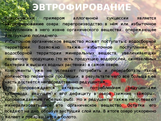ЭВТРОФИРОВАНИЕ Классическим примером аллогенной сукцессии является эвтрофирование озера: перепроизводство в нём или избыточное поступление в него извне органического вещества, опережающее деструкцию последнего. Избыточное органическое вещество может поступать с водосборной территории. Возможно также избыточное поступление с водосборной территории минеральных веществ, увеличивающих первичную продукцию (то есть продукцию водорослей, синезеленых бактерий и высших водных растений) в самом озере. Консументы уже не успевают потребить и переработать такое количество первичной продукции, в результате чего всё большая её часть достается непосредственно редуцентам. Это сопровождается активным потреблением редуцентами кислорода, ведущим к его дефициту в озере (зимние «заморы», сопровождаемые гибелью рыб). Но и редуценты также не успевают минерализовать всё это органическое вещество. Остатки его оседают на дно, образуя растущий слой ила. В итоге озеро ускоренно мелеет и превращается в болото. 