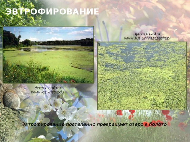 ЭВТРОФИРОВАНИЕ  фото с сайта: www.sus.univ.szczecin.pl   фото с сайта: www.ies.wisc.edu то       Эвтрофирование постепенно превращает озеро в болото  