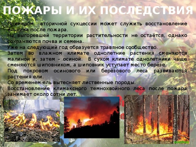 ПОЖАРЫ И ИХ ПОСЛЕДСТВИЯ Примером вторичной сукцессии может служить восстановление ельника после пожара. На выгоревшей территории растительности не остаётся, однако сохраняются почва и семена. Уже на следующий год образуется травяное сообщество. Затем во влажном климате однолетние растения сменяются малиной и, затем – осиной. В сухом климате однолетники чаще сменяются шиповником, а шиповник уступает место берёзе. Под покровом осинового или берёзового леса развиваются растения ели. Со временем ель вытесняет лиственные породы. Восстановление климаксного темнохвойного леса после пожара занимает около сотни лет.       