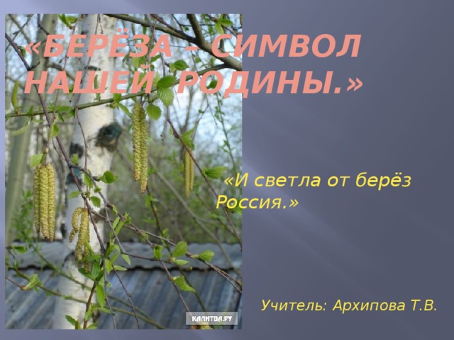 «Берёза – символ нашей Родины.»  «И светла от берёз Россия.»      Учитель: Архипова Т.В. 