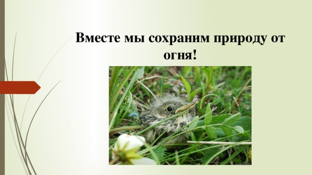 Вместе мы сохраним природу от огня! 