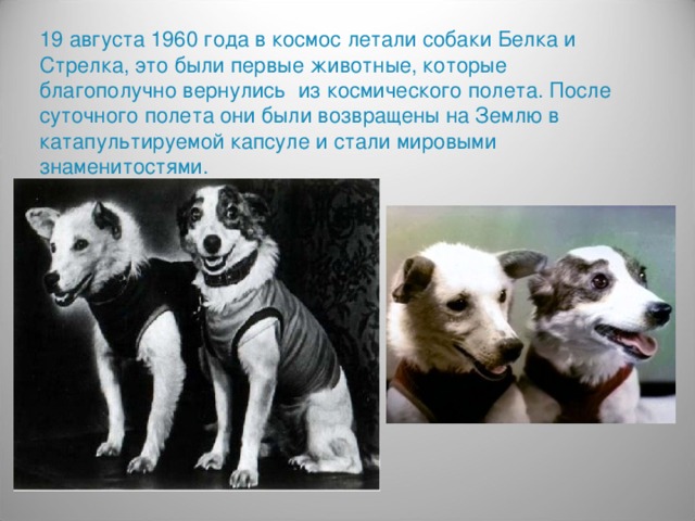 19 августа 1960 года в космос летали собаки Белка и Стрелка, это были первые животные, которые благополучно вернулись из космического полета. После суточного полета они были возвращены на Землю в катапультируемой капсуле и стали мировыми знаменитостями.